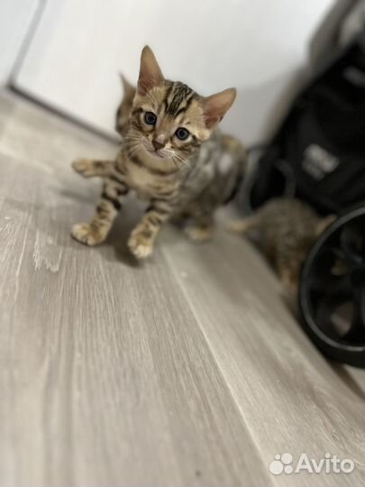 Бенгальская котята