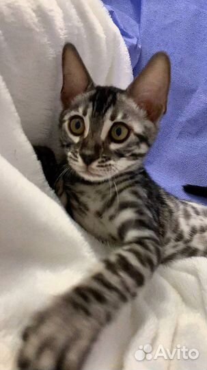 Шикарный бенгальский мальчик Угольное Серебро