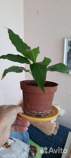 Спатифиллум