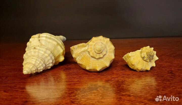 Морские ракушки