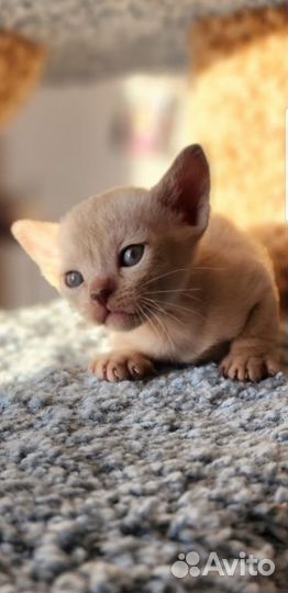 Котята европейской бурмы