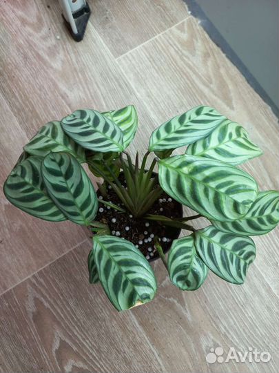 Алгаонема,алоказия,пеперомия,маранта,фикус