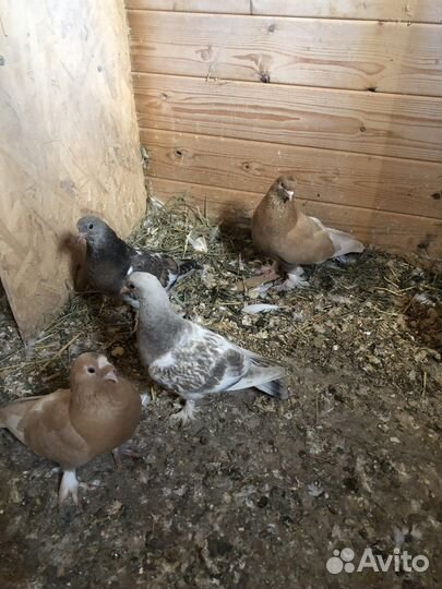 Голуби турки турецкие(такла)