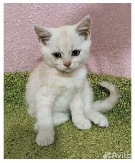 Белый котёнок с паспортом