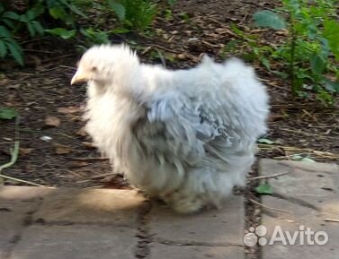 Карликовые кохинхины цыплята и взрослые