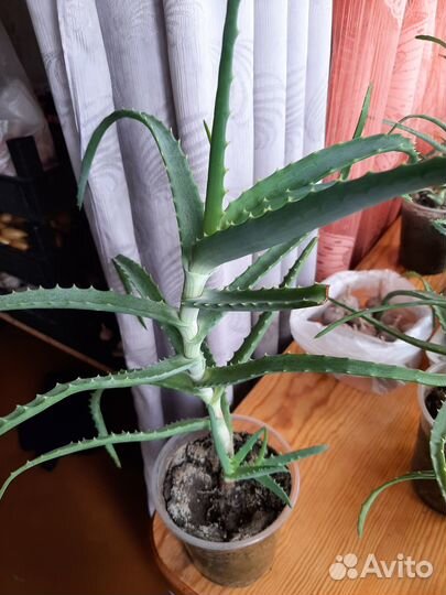 Алоэ лечебный