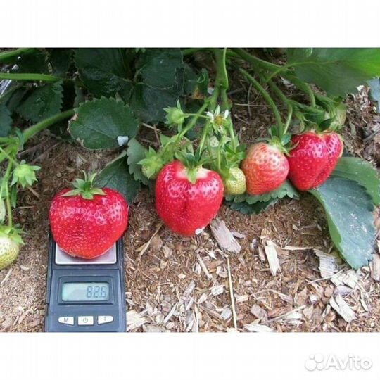 Клубника Верона в наличии
