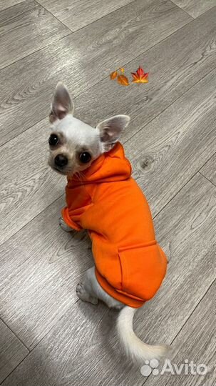 Чихуахуа девочка