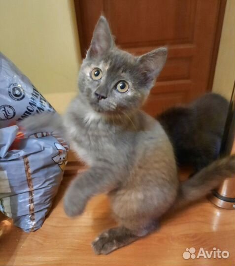 Отдаём котят в добрые руки