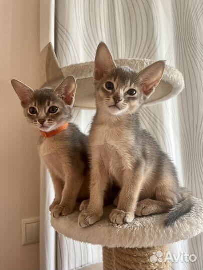 Абиссинские котята голубые