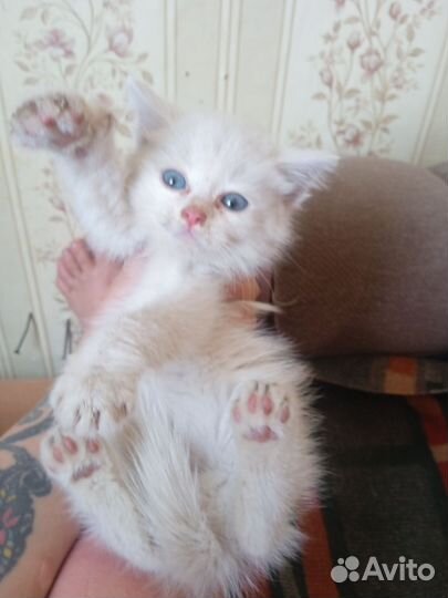 Отдам кота