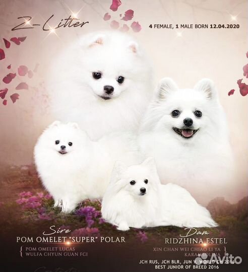 Белый шпиц вязка