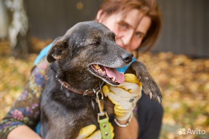 Взрослая собака Анфиса в добрые руки