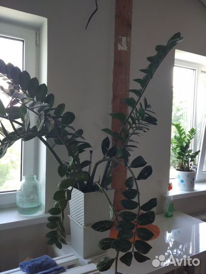 Комнатные растения цветы