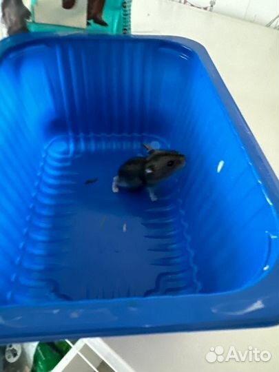 Хомяк бесплатно