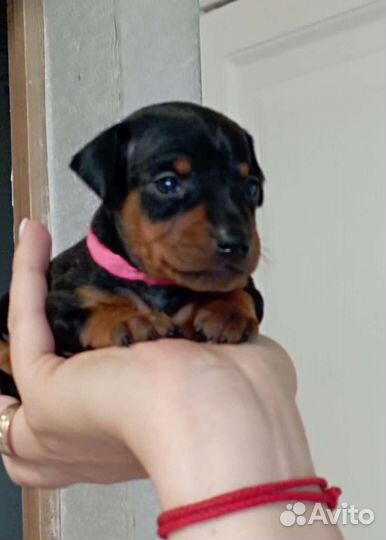 Цвергпинчер