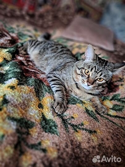 Коты для вязки