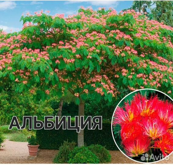 Катальпа саженцы