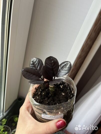 Замиокулькас Равен лист