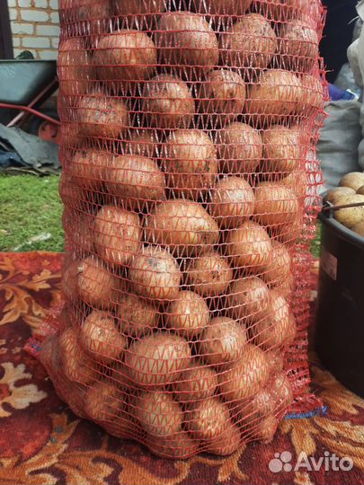 Семенной картофель