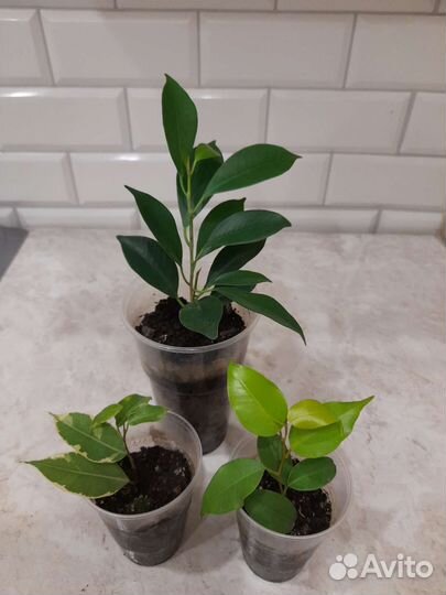 Фикусы разные