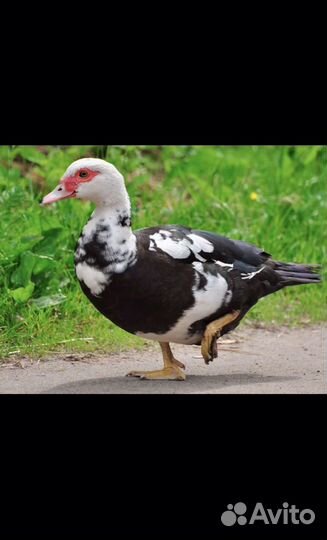 Мускусные утки