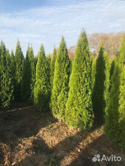 Туя смарагд