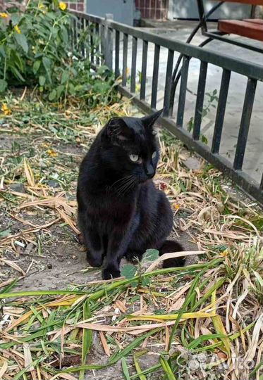 Хозяйка умерла, кошку выкинули