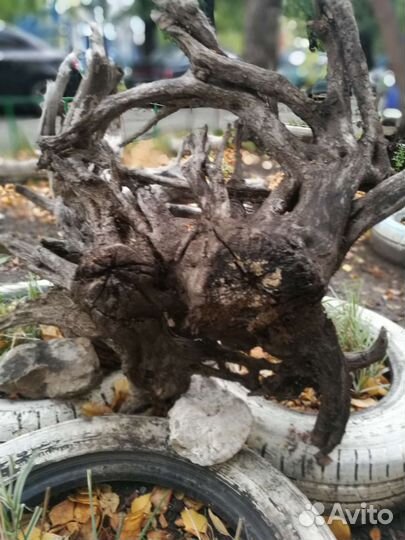 Коряги и пни для аквариума и декора