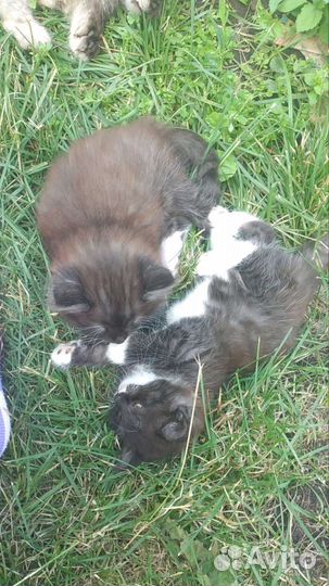 Котята в добрые руки