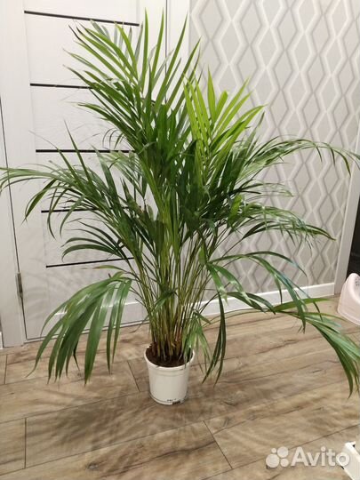Пальма арека дипсис комнатные растения цветы