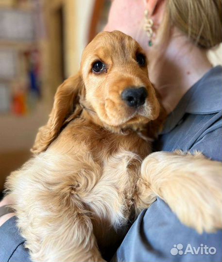 Кокер спаниель