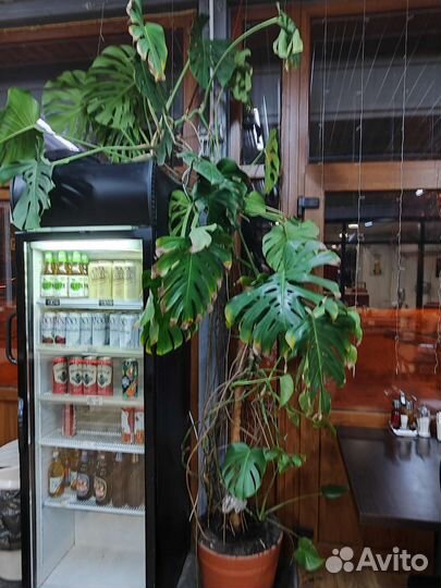 Офисные цветы