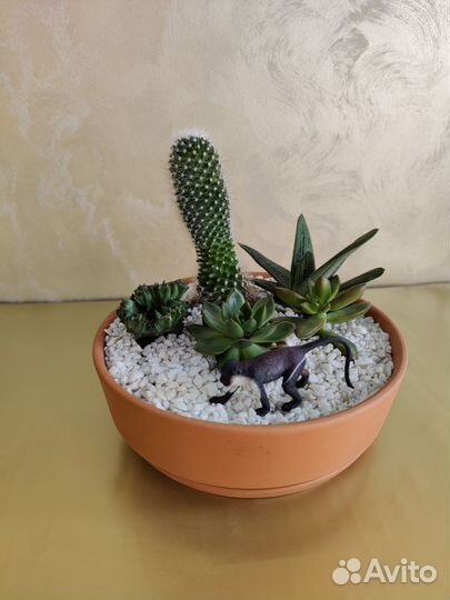 Живые картины и флорариумы из суккулентов