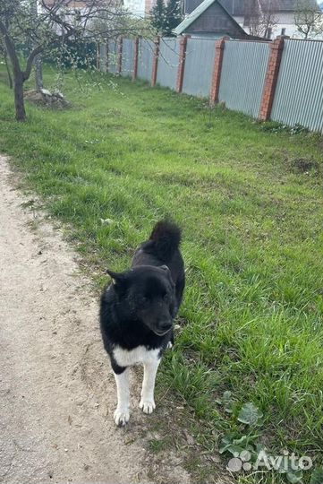 Собака в добрые руки