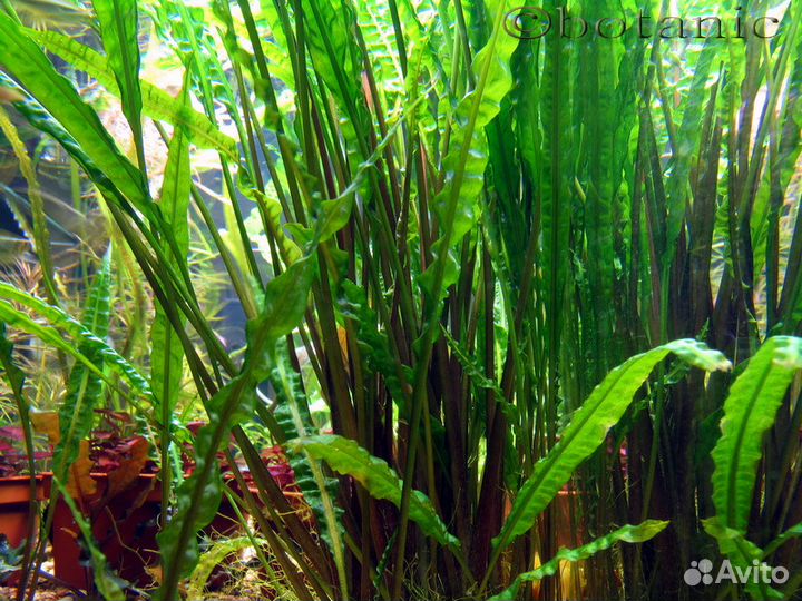 Растения для аквариума (отправляю по России)