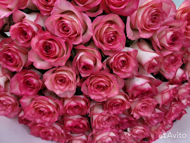 Свежие ароматные розы срезанные - сегодня!
