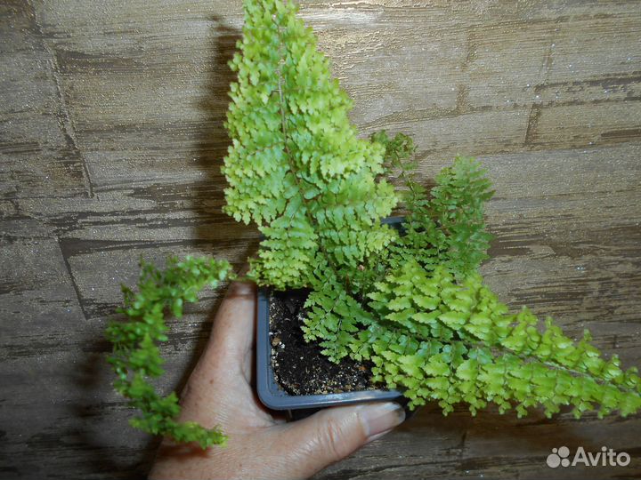 Папортник махровый