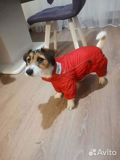 Одежда для собак