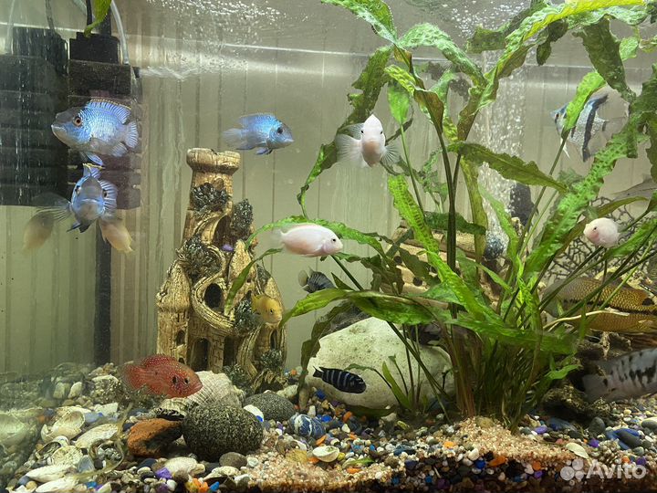 Аквариум 320 литров со всем содержимым