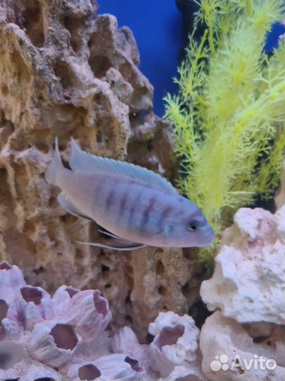 Рыбки цихлиды