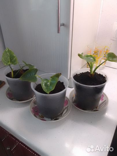 Антуриум белый