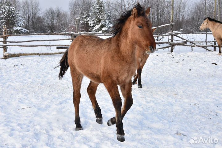 Много лошадей