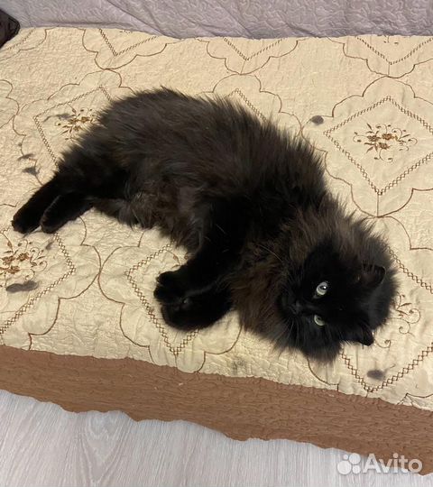 Кошка в добрые руки