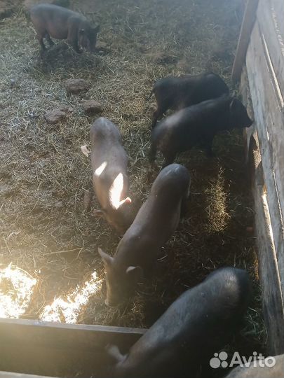 Вьетнамские поросята