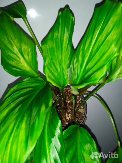 Комнатные растения