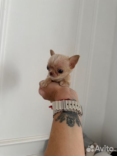 Экстро микро мальчик до 1кг