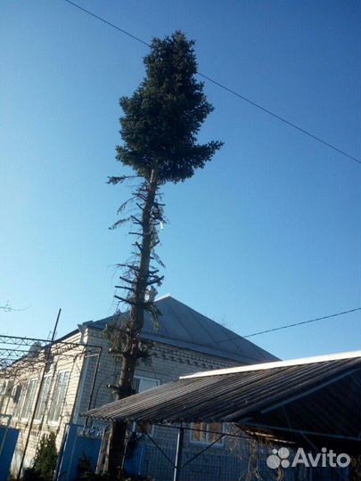 Спил деревьев
