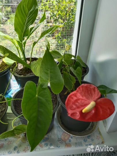 Комнатные цветы