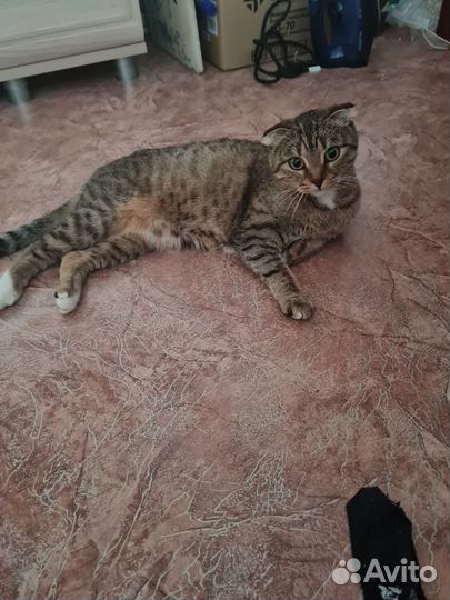 Кошечка в добрые руки